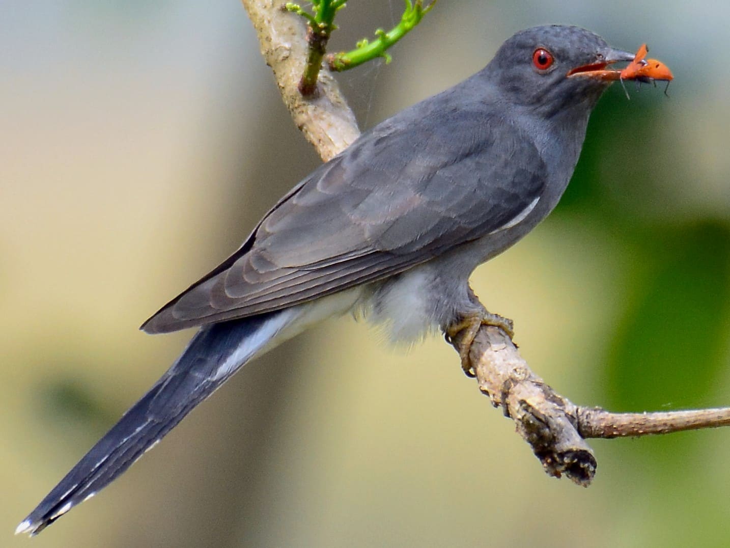 Grey-bellied Cuckoo